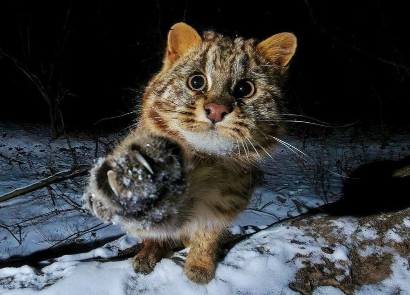 
        Амурский лесной кот: готов к&nbsp;охоте даже на&nbsp;копытных    