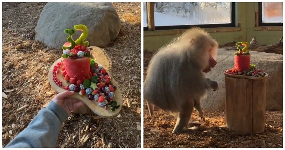 
        Подарок пожилому гамадрилу    