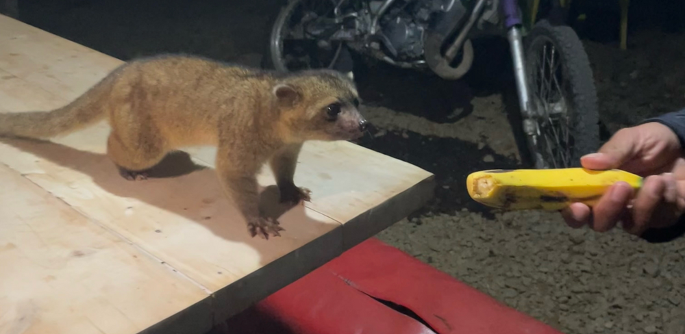 Олингито: енот, который решил стать обезьяной
Олингито: енот, который решил стать обезьяной