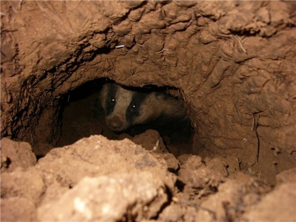 
        Барсук: единственный, кто&nbsp;выходит из&nbsp;спячки толстым и&nbsp;сытым, пока другие звери истощены    