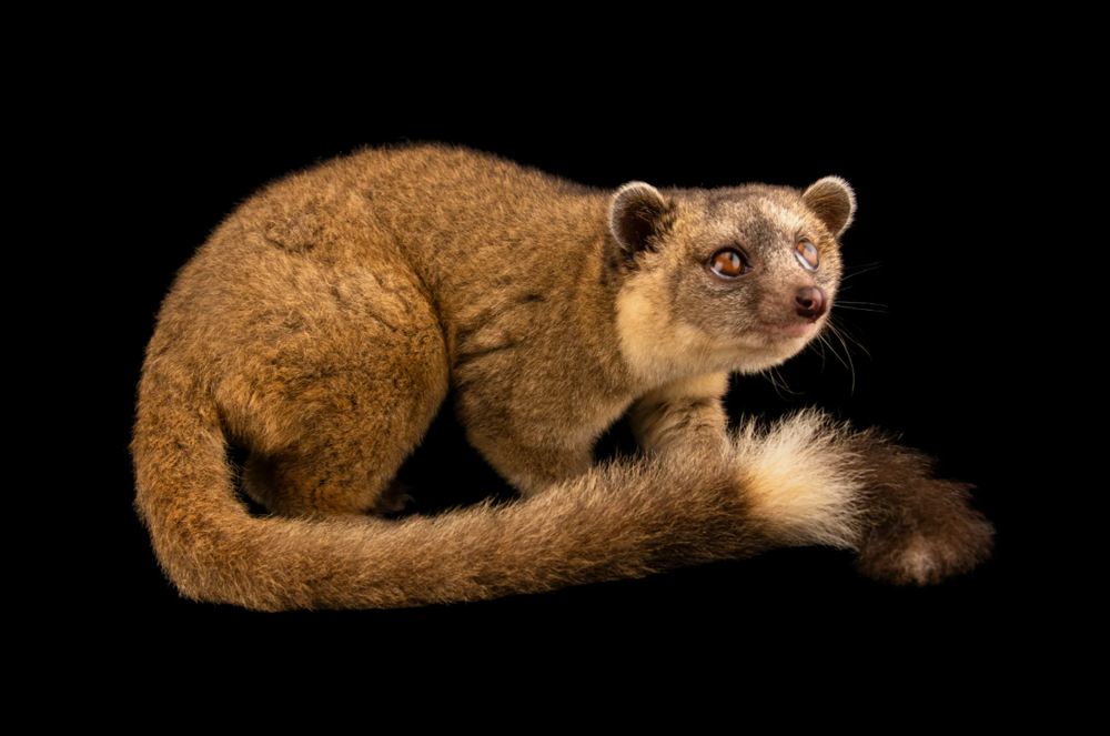 Олингито: енот, который решил стать обезьяной
Олингито: енот, который решил стать обезьяной