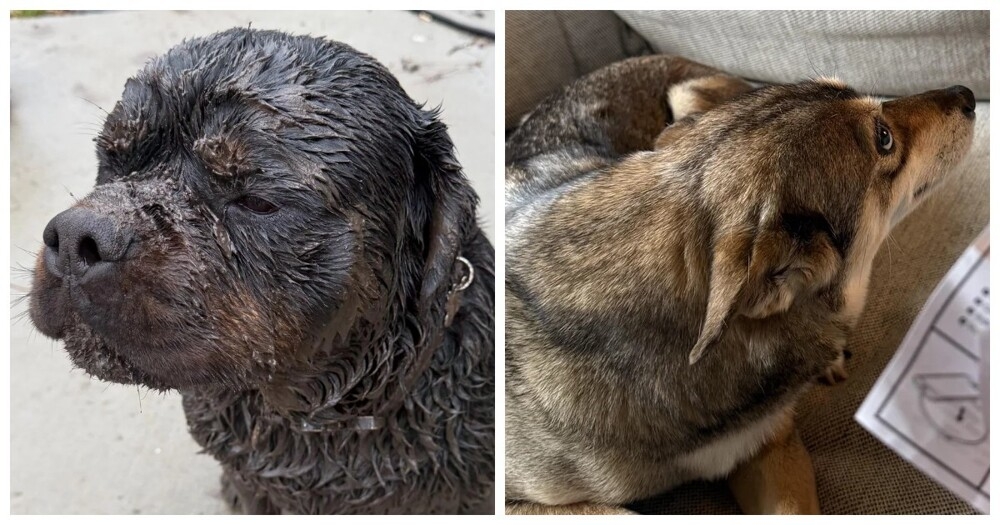 
        25&nbsp;фотороботов прелестных подозреваемых в&nbsp;совершении преступлений по&nbsp;уничтожению домашнего порядка    