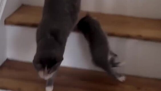 
        Попытка кошки научить детеныша пользоваться лестницей    