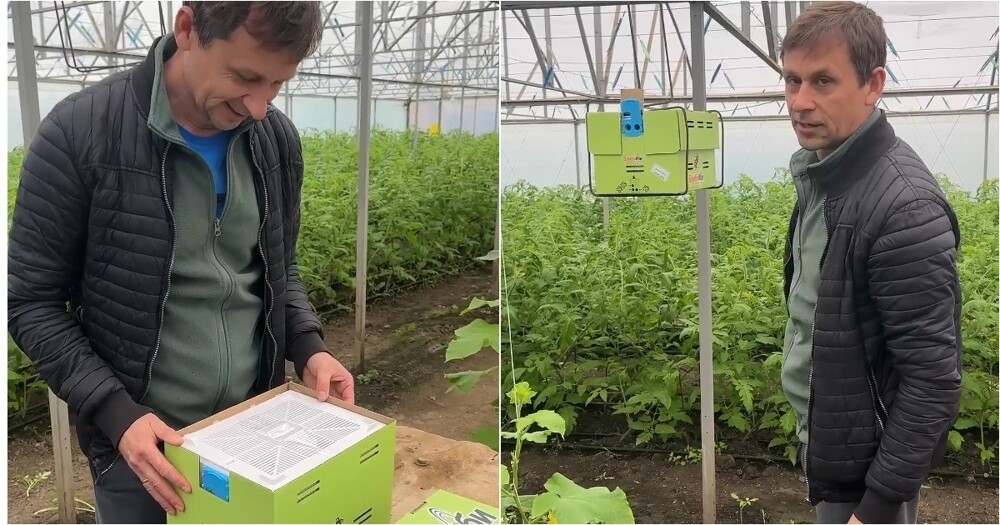 
        Новые шмели в&nbsp;теплице: как&nbsp;насекомые начинают работу и&nbsp;разведку    