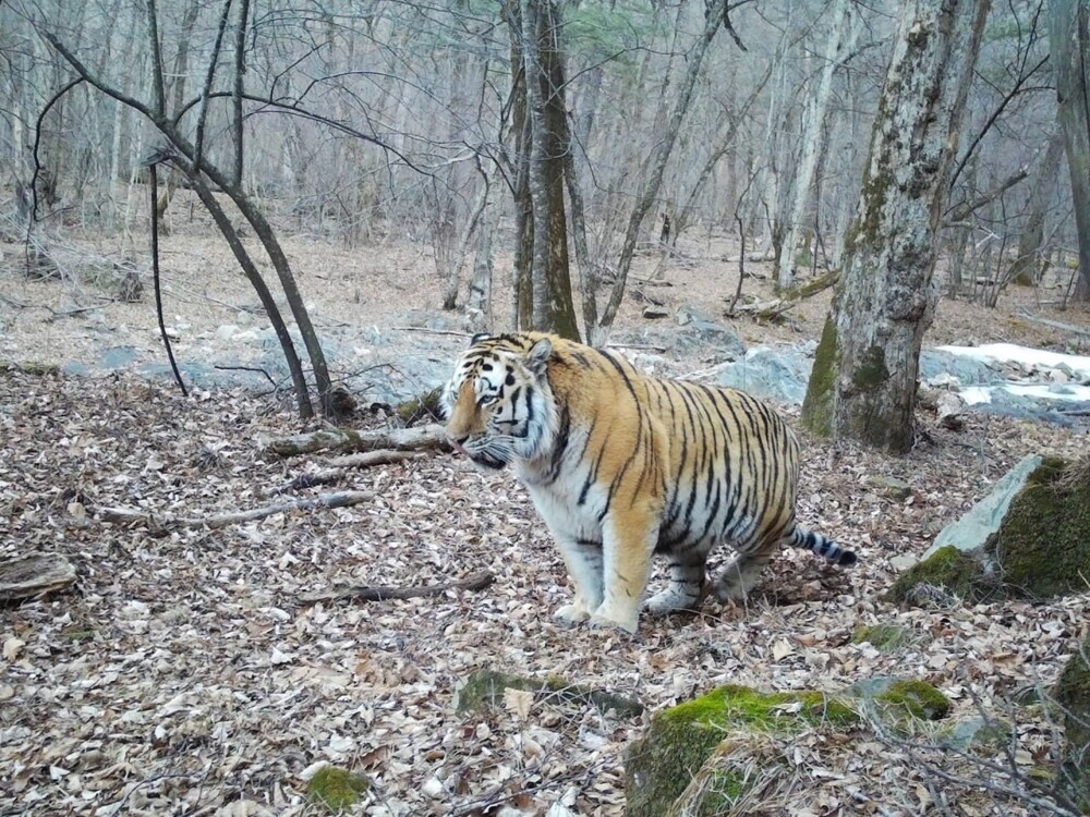 
        В&nbsp;Приморье фотоловушка сняла упитанного тигра    