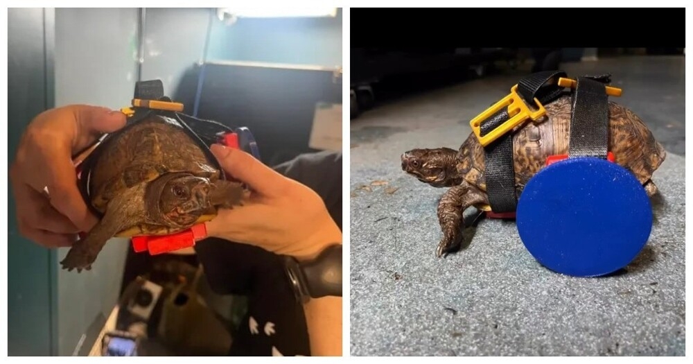 
        Мужчина сделал инвалидное кресло для&nbsp;черепахи    