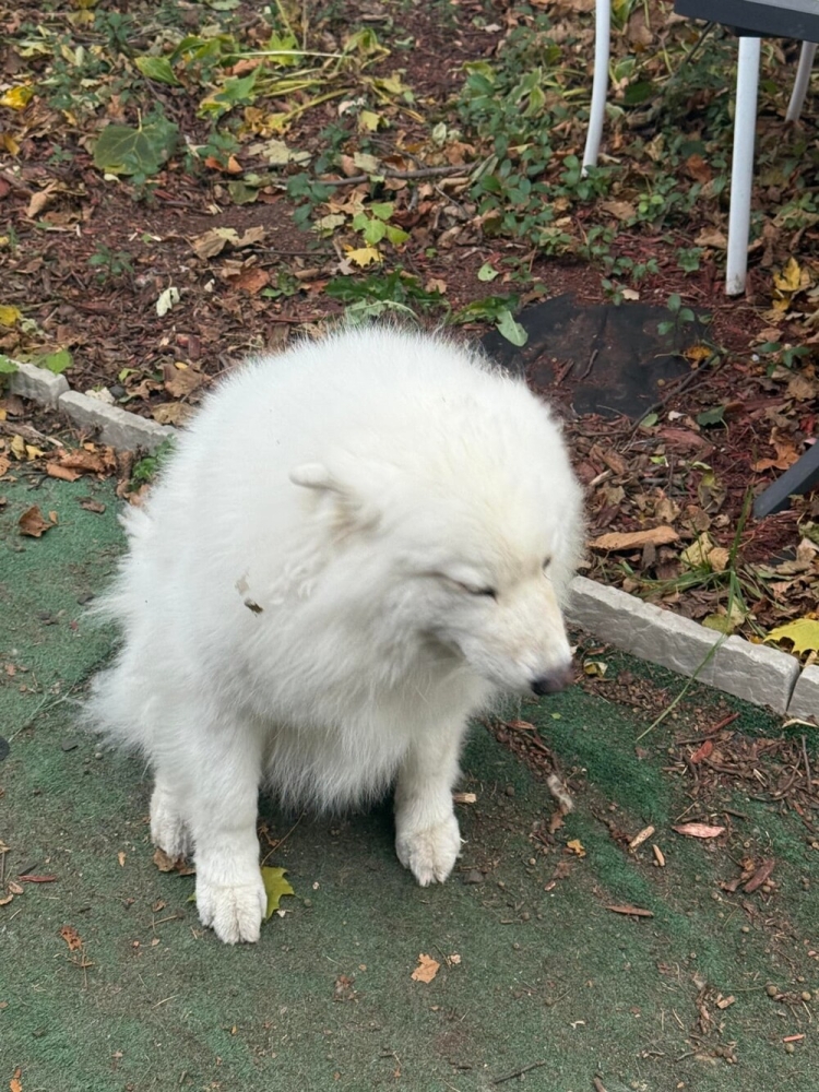 30 очаровательных пакостников, которые знают толк в дизайне и перепланировке
30 очаровательных пакостников, которые знают толк в дизайне и перепланировке