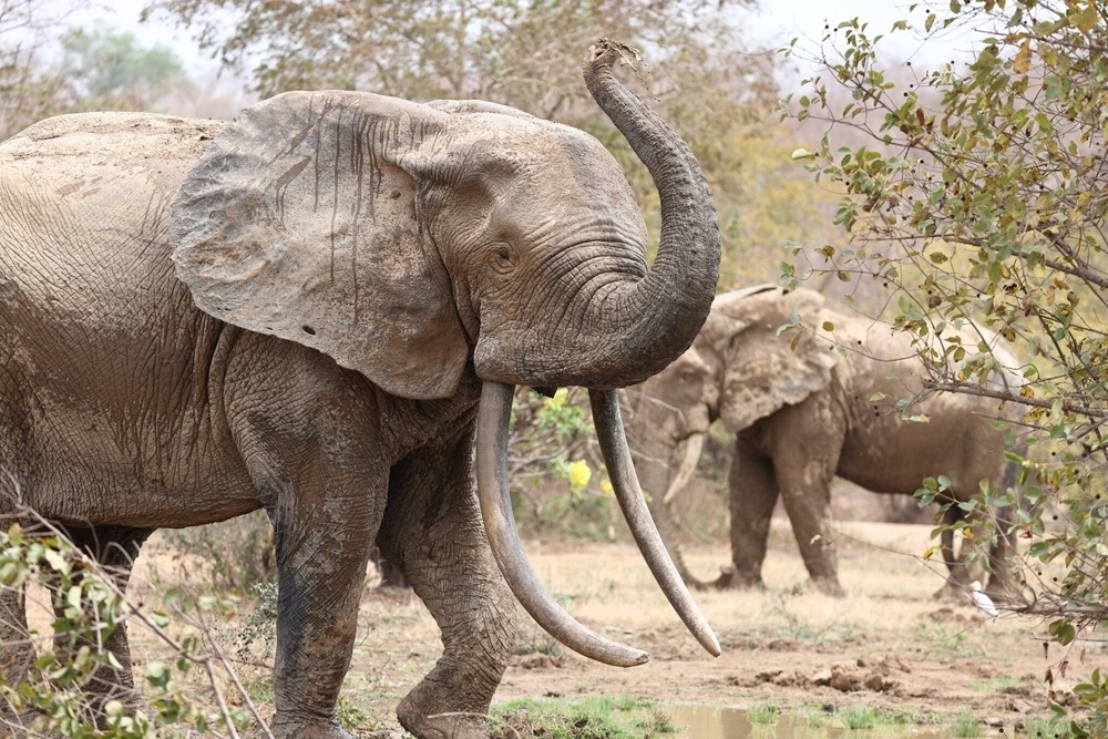 Лесной слон
Лесной слон