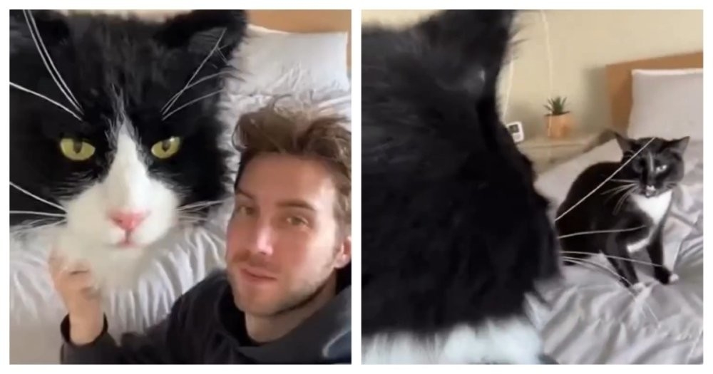 
        Кот&nbsp;показал, кто&nbsp;в&nbsp;доме хозяин    