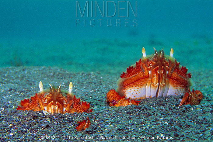 
        Лягушачий краб: существо между раком и&nbsp;крабом    