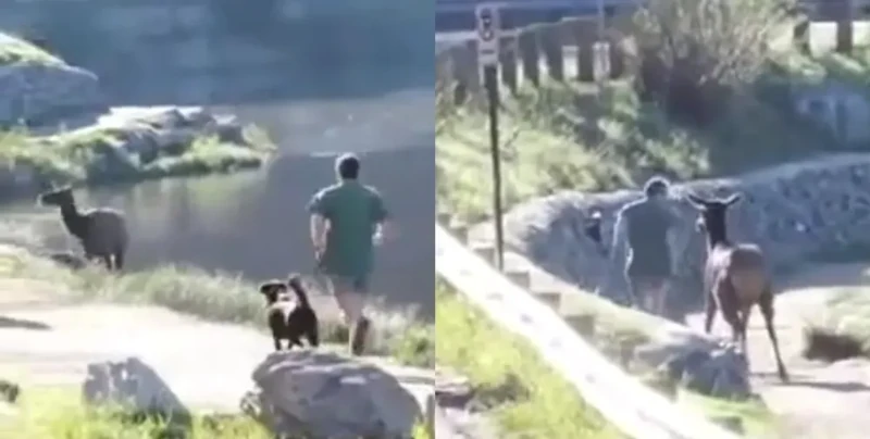 
        Во&nbsp;время пробежки к&nbsp;американцу неожиданно присоединился олень    