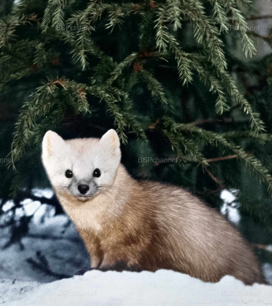Удивительные и забавные фотографии с животными
Удивительные и забавные фотографии с животными