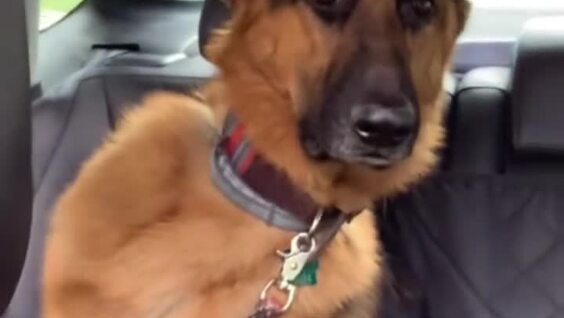 Собаки после анестезии
Собаки после анестезии