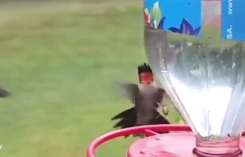 Колибри ловко сбросила осу
Колибри ловко сбросила осу