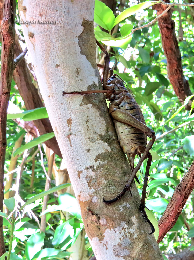 Гигантская уэта: в Новой Зеландии эти чудовища заменяют зайцев!
Гигантская уэта: в Новой Зеландии эти чудовища заменяют зайцев!