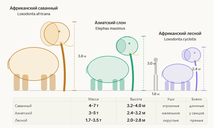 Лесной слон
Лесной слон