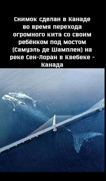 Мем №1591294 Мем №1591294