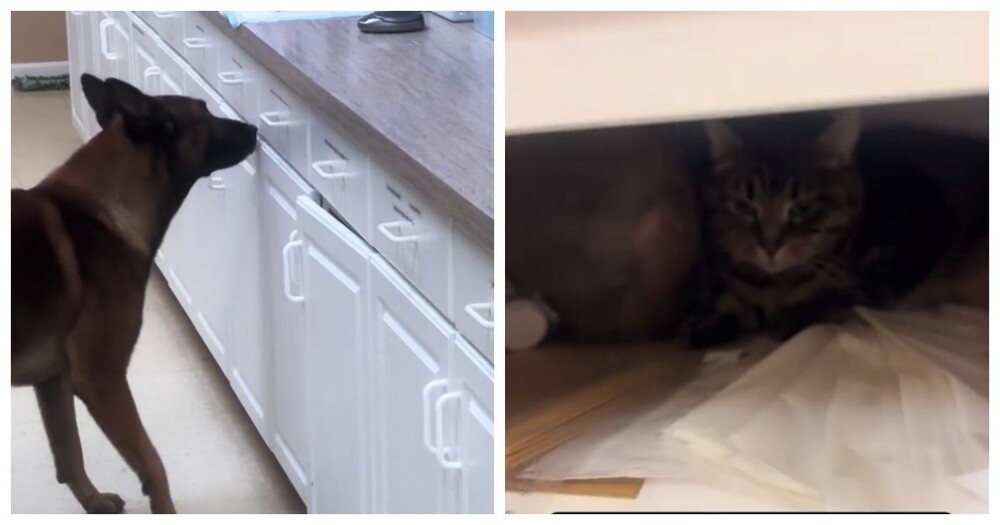 Пёс помогает найти кошку, постоянно исчезающую перед закрытием приюта
Пёс помогает найти кошку, постоянно исчезающую перед закрытием приюта