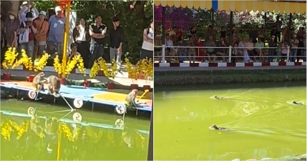 
        Во&nbsp;Вьетнаме вместо скачек устраивают заплывы обезьян    