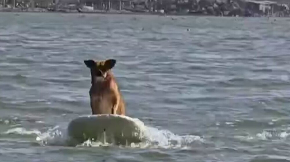 
        Пёс&nbsp;обожает сёрфинг    