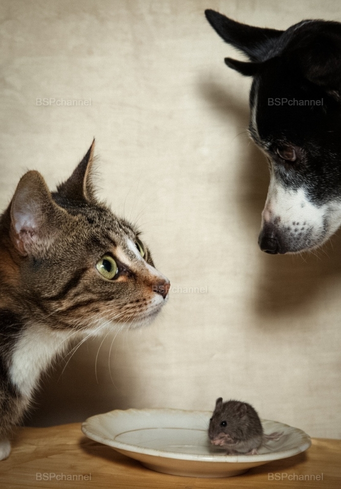 Удивительные и забавные фотографии с животными
Удивительные и забавные фотографии с животными