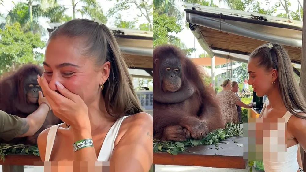 
        Орангутан рассмешил девушку неожиданным жестом    