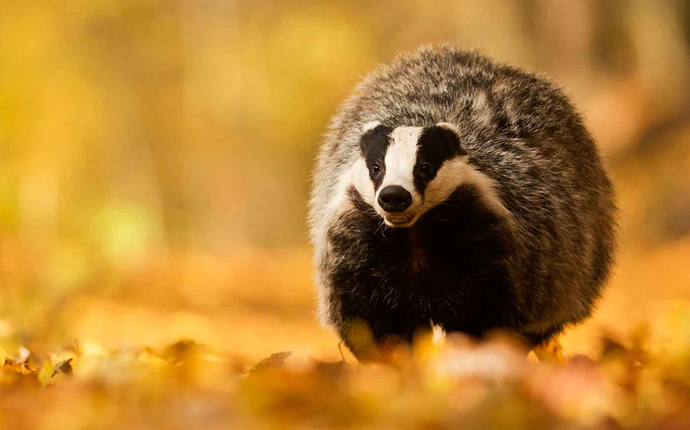 
        Барсук: единственный, кто&nbsp;выходит из&nbsp;спячки толстым и&nbsp;сытым, пока другие звери истощены    