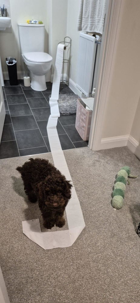 30 очаровательных пакостников, которые знают толк в дизайне и перепланировке
30 очаровательных пакостников, которые знают толк в дизайне и перепланировке