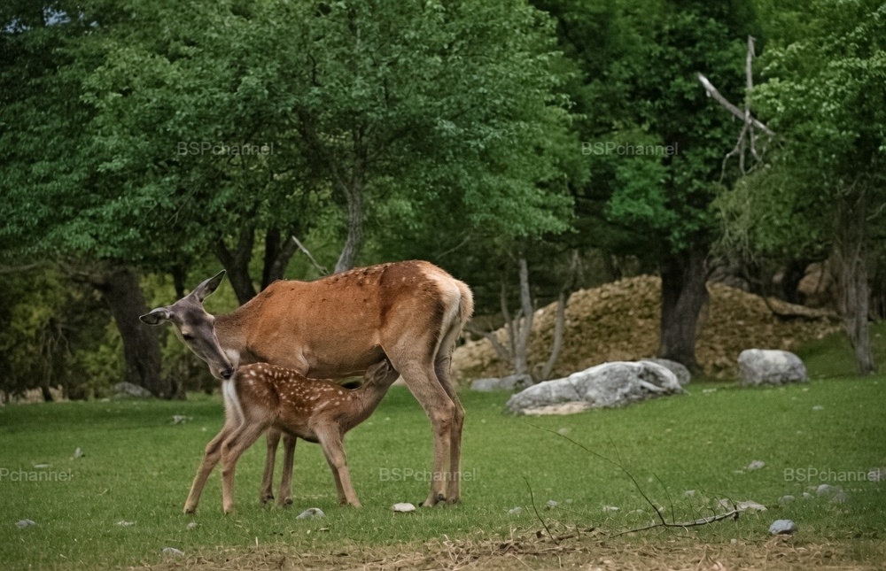 Удивительные и забавные фотографии с животными
Удивительные и забавные фотографии с животными