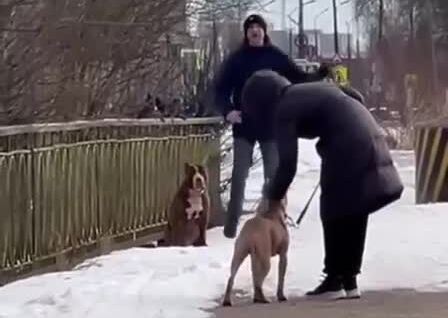 
        Конфликт женщины с&nbsp;собачниками    