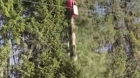 
        Механизированная обрезка деревьев возле ЛЭП&nbsp;с&nbsp;вертолёта    