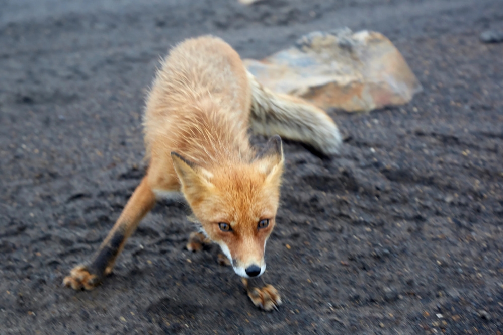 
        Правда ли, что&nbsp;больные животные специально выходят за&nbsp;помощью к&nbsp;людям?    