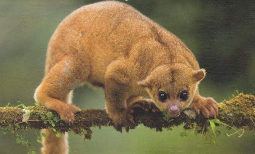 Олингито: енот, который решил стать обезьяной
Олингито: енот, который решил стать обезьяной