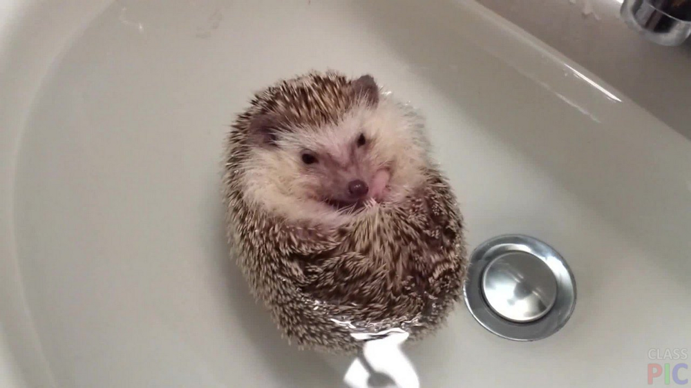 
        Почему сигареты, спирт и&nbsp;духи сводят ежей с&nbsp;ума?    