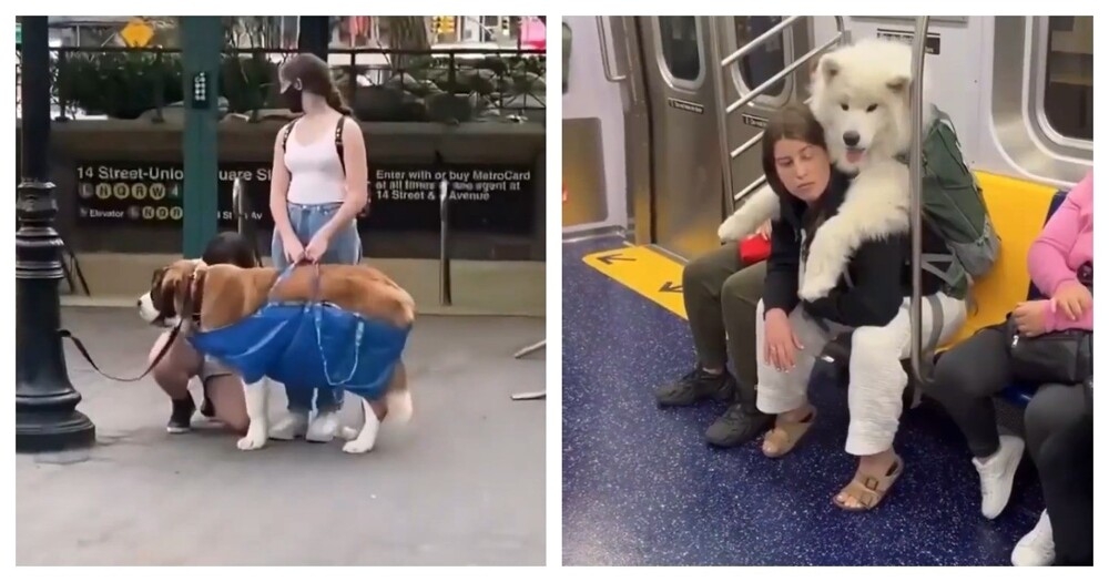 
        Американцы ловко обходят запрет на&nbsp;провоз собак в&nbsp;метро    