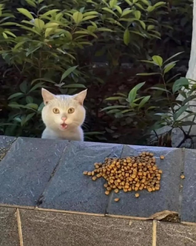 
        Уличный кот&nbsp;удивляется корму    