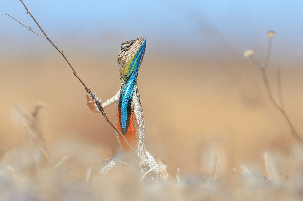 25 фотографий, после просмотра которых захочется купить палатку и уехать в лес
25 фотографий, после просмотра которых захочется купить палатку и уехать в лес