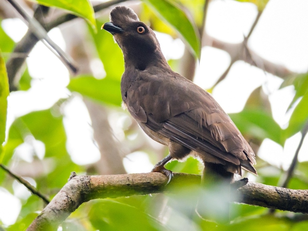 
        Гвианский петушок: птица, у&nbsp;которой нет&nbsp;лица. Вместо него &mdash; оранжевый диск    