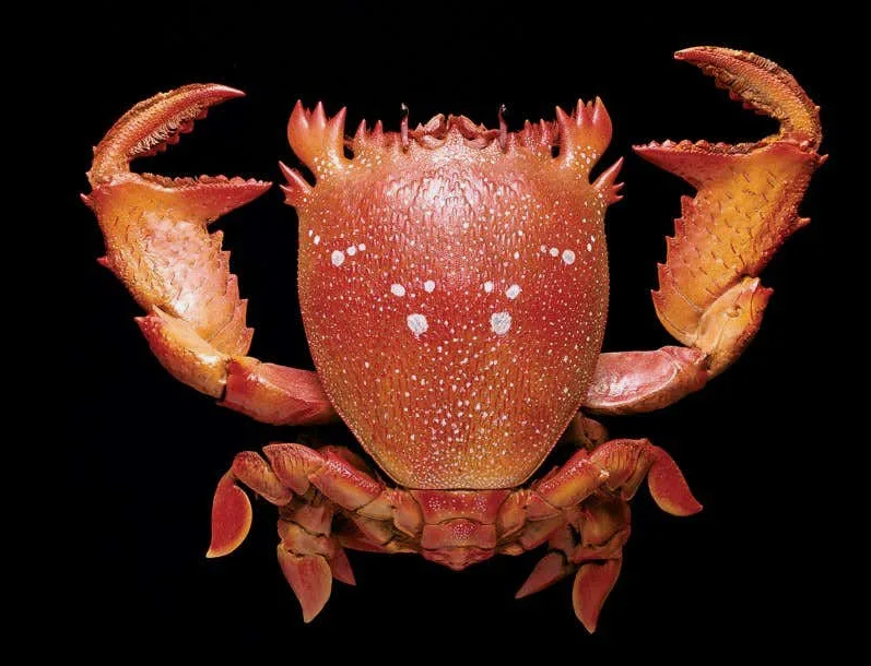 
        Лягушачий краб: существо между раком и&nbsp;крабом    