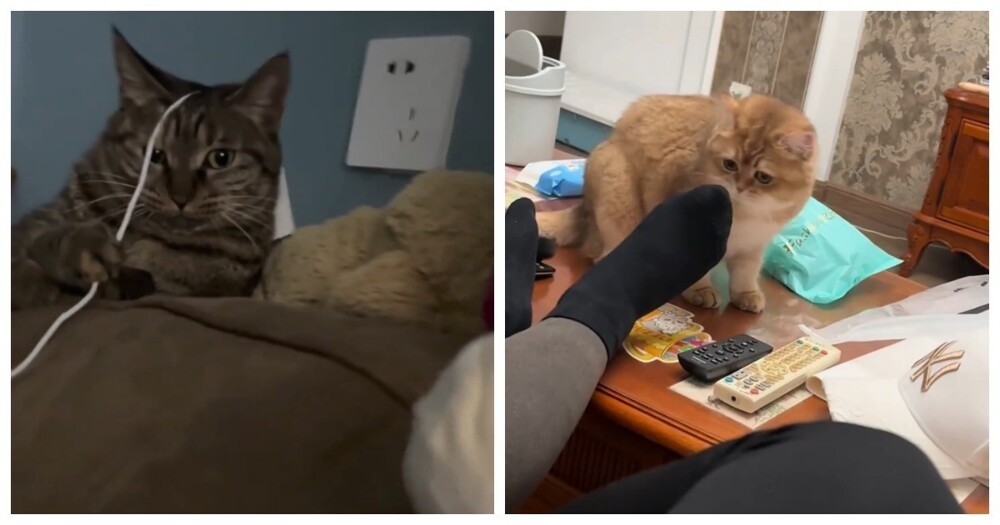 
        Из&nbsp;жизни котов    