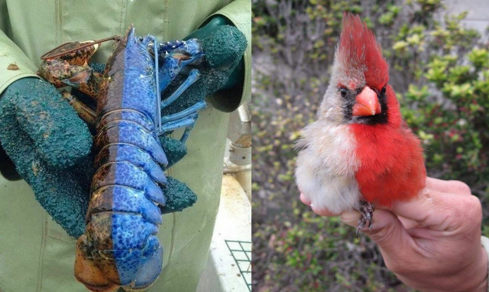 Половина женская, половина мужская: самая странная мутация птиц и не только
Половина женская, половина мужская: самая странная мутация птиц и не только