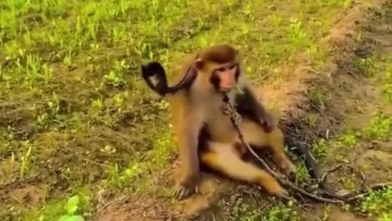 
        Обезьяна спокойно играет с&nbsp;коброй    