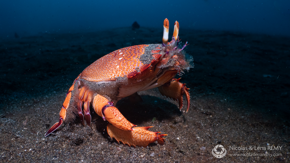 
        Лягушачий краб: существо между раком и&nbsp;крабом    