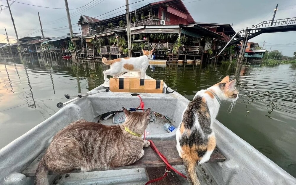 В Бангкоке мужчина катает туристов на лодках с котами
В Бангкоке мужчина катает туристов на лодках с котами
