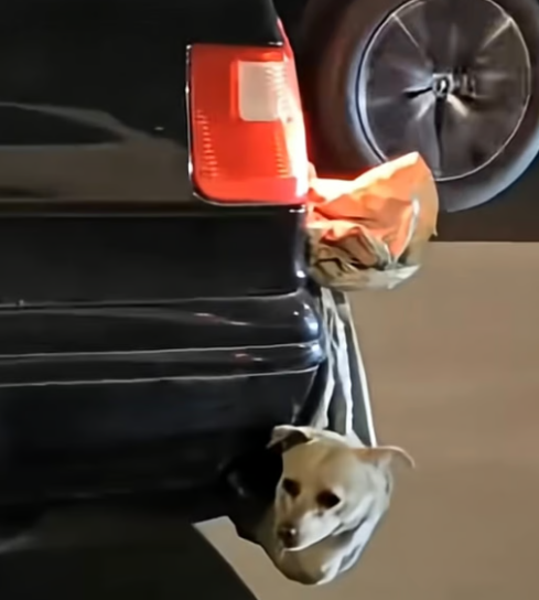 
        Мешки с&nbsp;лапками: дикий способ перевозки собак и&nbsp;кошек китайцами    