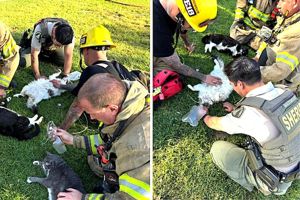Пожарные спасли четырёх кошек из горящей квартиры
Пожарные спасли четырёх кошек из горящей квартиры