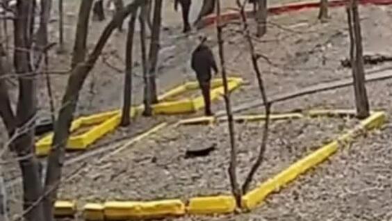 
        В&nbsp;Хабаровске собаки на&nbsp;самовыгуле бросились на&nbsp;ребёнка     