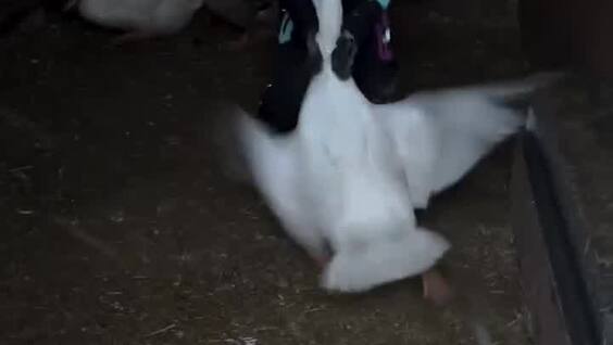 Деревенский мальчик без страха вытащил гуся из сарая
Деревенский мальчик без страха вытащил гуся из сарая