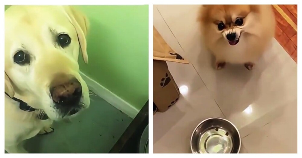 
        Чем&nbsp;меньше собака, тем&nbsp;больше агрессии    