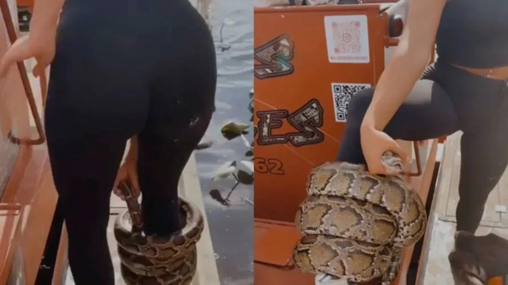 Девушка носит на ноге питона как браслет
Девушка носит на ноге питона как браслет